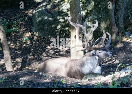 Ein majestätischer Hirsch mit großen Geweihen, der auf dem Boden in einer natürlichen Umgebung liegt, umgeben von Bäumen und Felsen. Das Sonnenlicht filtert durch das Laub Stockfoto