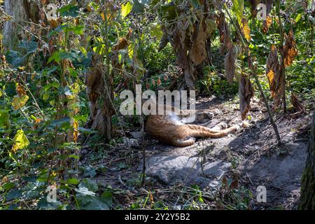 Ein Luchs, der auf dem Boden zwischen getrockneten Blättern und Grün in einem bewaldeten Gebiet liegt. Das Tier ist entspannt und fügt sich in seine natürliche Umgebung ein. Stockfoto