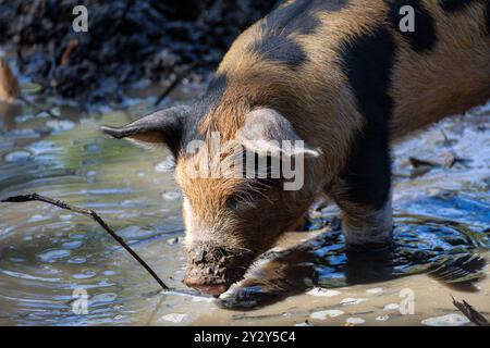 Eine Nahaufnahme eines Schweins mit einem charakteristischen schwarzen und braunen Fell, das in matschigem Wasser auf der Suche ist. Die Schnauze des Schweins ist untergetaucht und erzeugt Kräuselungen im Wasser, sur Stockfoto