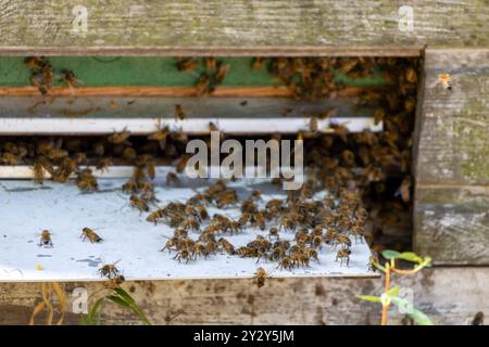 Ein Blick aus der Nähe auf einen belebten Bienenstockeingang mit zahlreichen Bienen, die ein- und ausfliegen. Der Holzstock ist teilweise sichtbar und zeigt die Natur Stockfoto