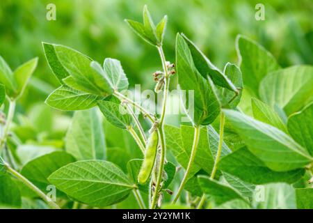 Ländliche Landschaft - Felden Sie die Sojabohnen (Glycine max) in den Sonnenstrahlen, Sommersonne, Nahaufnahme Stockfoto