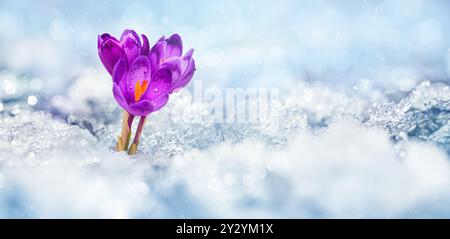 Krokusse - blühende lila Blüten, die sich im Frühjahr unter dem Schnee ihren Weg bahnten, Nahaufnahme mit Platz für Text Stockfoto