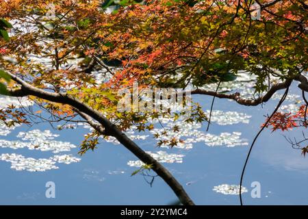 Der Herbst hinterlässt Grace einen Teich am Ryoan-JI-Tempel in Kyoto, Japan. Stockfoto