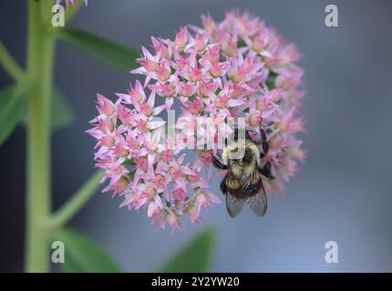 Nahaufnahme einer östlichen Hummel, die Nektar aus einer rosa Sedumpflanze trinkt. Stockfoto