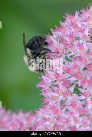 Nahaufnahme einer östlichen Hummel, die Nektar aus einer rosa Sedumpflanze trinkt. Stockfoto