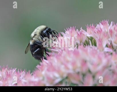 Nahaufnahme einer östlichen Hummel, die Nektar aus einer rosa Sedumpflanze trinkt. Stockfoto