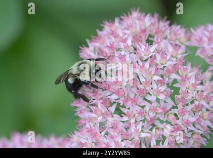 Nahaufnahme einer östlichen Hummel, die Nektar aus einer rosa Sedumpflanze trinkt. Stockfoto