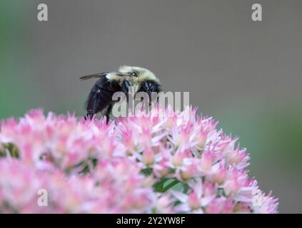 Nahaufnahme einer östlichen Hummel, die Nektar aus einer rosa Sedumpflanze trinkt. Stockfoto