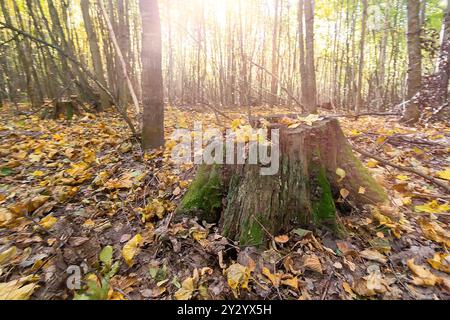 Herbstliche Waldszene mit einem Holzbaum und sanftem Sonnenlicht im Hintergrund. Natur Stockfoto