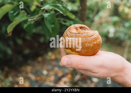 Fruchtfäule. Moniliose. Garten- und Pflanzengesundheit. Krankheiten der Obstbäume. Schädlings- und Krankheitsbekämpfung im Garten. Stockfoto