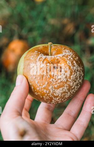 Apfelfäule. Krankheiten der Obstbäume. Moniliose. Hand pflückt einen faulen Apfel Stockfoto