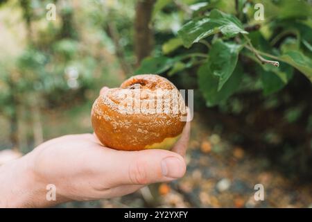 Krankheiten der Obstbäume. Moniliosis.Rotten Apfel auf einem Garten Hintergrund. Garten- und Pflanzengesundheit. Schädlings- und Krankheitsbekämpfung im Garten. Stockfoto