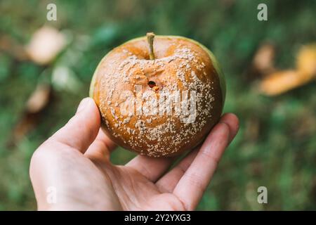 Apfelfäule. Moniliosis. Verrotteter Apfel in der Hand. Garten- und Pflanzengesundheit. Krankheiten der Obstbäume. Schädlings- und Krankheitsbekämpfung im Garten. Stockfoto