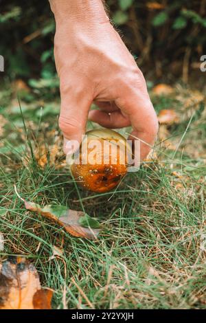 Apfelfäule. Verfaulter Apfel in der Hand. Garten- und Pflanzengesundheit. Krankheiten der Obstbäume. Schädlings- und Krankheitsbekämpfung im Garten. Stockfoto