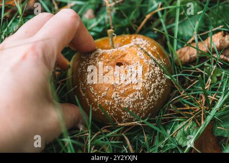 Fruchtfäule. Moniliosis.Rotten Apfel auf einem Garten Hintergrund. Garten- und Pflanzengesundheit. Krankheiten der Obstbäume. Schädlings- und Krankheitsbekämpfung im Garten. Stockfoto