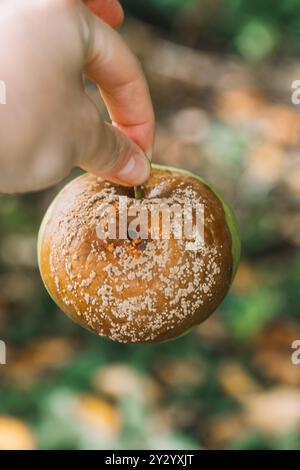 Moniliosis.Rotten Apfel auf einem Garten Hintergrund. Garten- und Pflanzengesundheit. Krankheiten der Obstbäume. Schädlings- und Krankheitsbekämpfung im Garten. Stockfoto