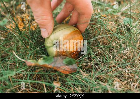 Apfelfäule. Moniliosis. Verrotteter Apfel im Garten. Garten- und Pflanzengesundheit. Krankheiten der Obstbäume Stockfoto