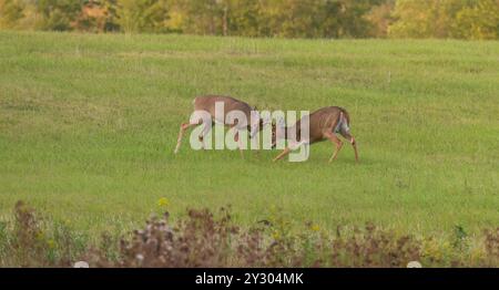 Weißschwanzbock-Sparring an einem Septemberabend im Norden von Wisconsin. Stockfoto