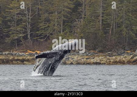 Buckelwale brechen in Sitka Alaska Stockfoto