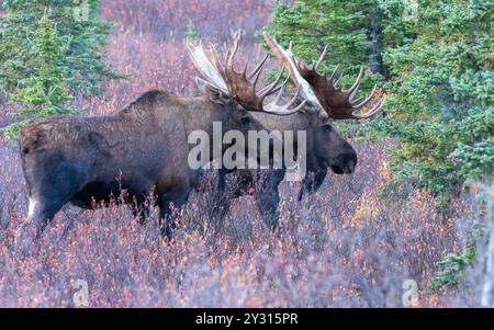 Zwei Bullen Elch im Denali Nationalpark während der Rille. Stockfoto