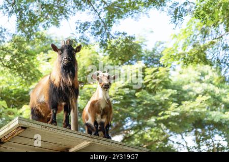 Zwei Bergziegen stehen über dem Fuß des Berges, mit einer Schleuderschnur und einem Hintergrund von grünen Bäumen. Stockfoto