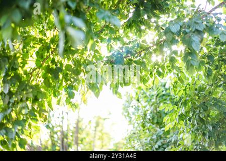 Die Sonne scheint durch ein Blatt eines allgemeinen Baumes mit weißem Hintergrund. Stockfoto