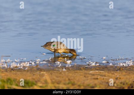 Anas crecca, erwachsene weibliche Fütterung in Untiefen, Minsmere RSPB Reserve, Suffolk, England, August Stockfoto