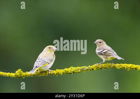 Europäischer Grünfink Carduelis chloris, juvenile und Common affinch Fringilla coelebs, erwachsenes Weibchen auf Flechtenzweig, Suffolk Stockfoto