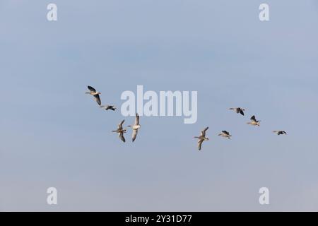 Graugans Anser anser, Herde fliegt, dreht sich um, um Höhe zu verlieren, bevor man landet, Suffolk, England, August Stockfoto