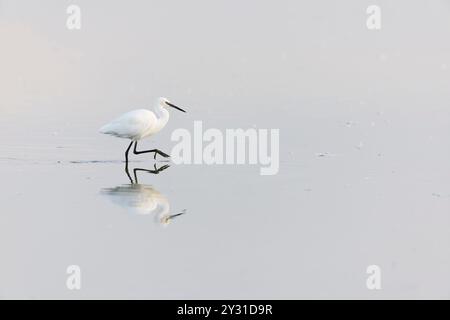 Kleiner Reiher Egretta garzetta, Erwachsene Waten mit Reflexion, Minsmere RSPB Reserve, Suffolk, England, Stockfoto