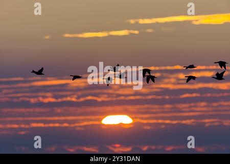 Barnacle Goose Branta leucopsis, Herde fliegt bei Sonnenaufgang, Minsmere RSPB Reserve, Suffolk, England, August Stockfoto