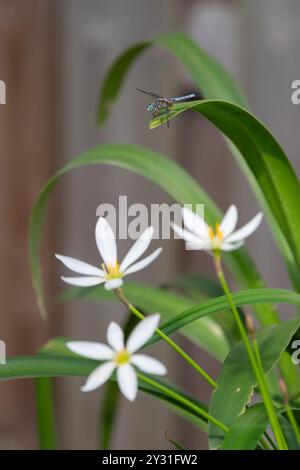 Nahaufnahme einer blauen Dasher-Libelle, Pachydiplax longipennis, die auf einem Blatt im Teich thront. Stockfoto