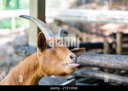 Ein lustiges Porträt einer Ziege, die eine Zunge vor der Kamera auf einer Farm ausragt. Braune Ziege steckt ihre Zunge mit ihrem Maul über den Zaun lustige Tiere. Stockfoto