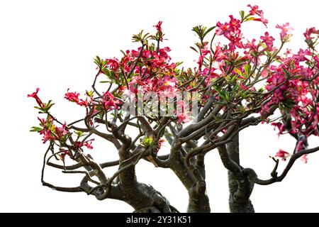 Rosafarbener Azalebaum auf weißem Hintergrund. Rosa Blumen Adenium Wüstenrosen, Mock Azalea, Adenium multiflorum, Impala Lily blühen auf einem Baum. Nobod Stockfoto