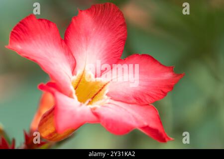 Exotisches Adenium obesum blüht im Garten mit grünen Blättern im Hintergrund. Nahaufnahme von rosa Blumen Adenium Wüste Rosen, Mock Azalea, Adenium mu Stockfoto