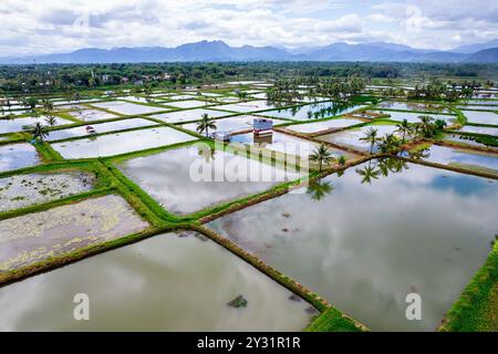 Blick aus der Vogelperspektive auf wunderschöne überflutete Reisfelder, umgeben von Palmen, rund um Makassar auf der Insel Sulawesi in Indonesien Stockfoto