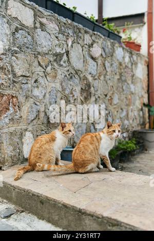 Zwei identische Ingwerkatzen sitzen auf dem Boden Stockfoto