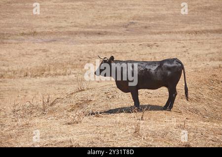 Schwarzer Stier auf dem Land. Viehbestand in Extremadura, Spanien Stockfoto