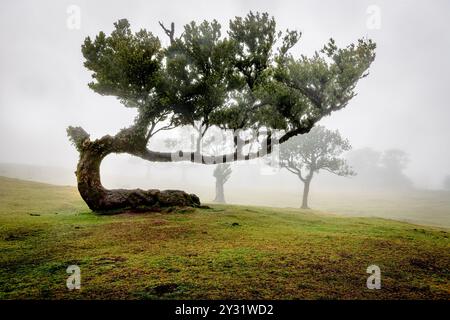 Bizarre Bäume im Nebel im fanal-Wald auf Madeira, Portugal. Stockfoto