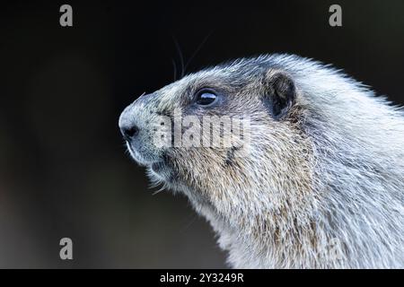 Eine Nahaufnahme eines Murmeltieres mit detailliertem Fell und dunklem, verschwommenem Hintergrund Stockfoto