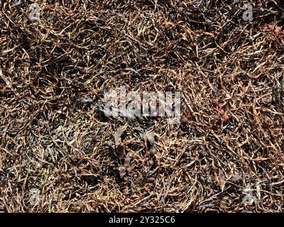 Getrocknete Blasentrümpfe und Algen am Strand, faszinierend in ihrer Pflanzenstruktur, bieten Einblicke in die Unterwasserwelt und Küstenökologie. Stockfoto