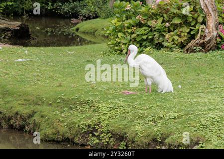 Sibirischer Weißkran (Leucogeranus leucogeranus) schlafend im Pairi Daiza in Brugelette, Belgien Stockfoto