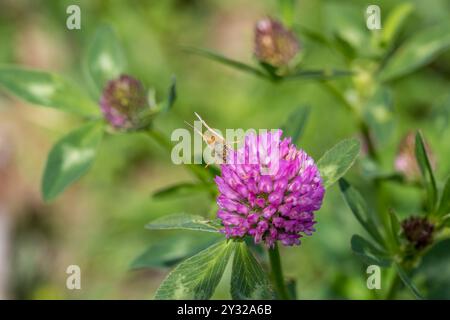 Schmetterling auf einer Blume. Schöne Dame Schmetterling Vanessa cardui, Rotklee, Nahaufnahme Stockfoto