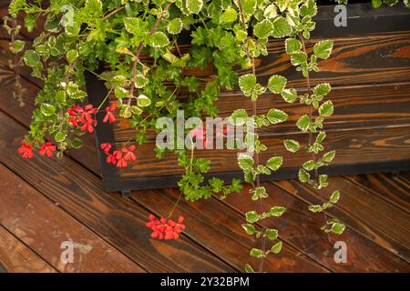 Verschiedene Arten von Pflanzen in einem rustikalen Holztopf gepflanzt. Stockfoto