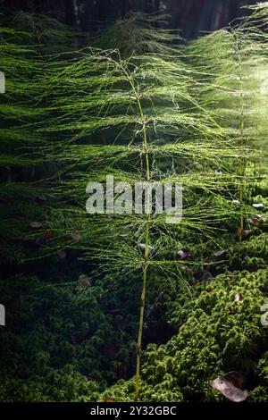 Holz-Schachtelhalm wächst in einem finnischen Wald, Equisetum sylvaticum Stockfoto