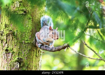 Ein graues Eichhörnchen sitzt wachsam auf einem Baumzweig und fügt sich nahtlos in die üppig grüne Waldlandschaft ein. Stockfoto