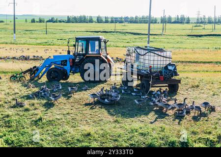 Hausgraugänse auf einer Wiese. Graugänse im Gras, Hausvogel, Gänsenherde Stockfoto