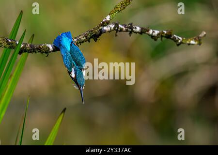 Eisvogel, Tauchen Stockfoto