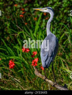 Heron hockte auf einem Ast Stockfoto