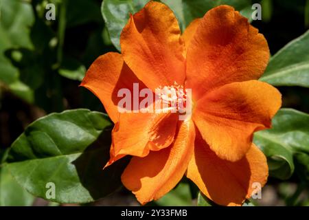 Wunderschöner Wachsrosenkaktus oder Pereskia Bleo, der unter der Nachmittagssonne blüht Stockfoto